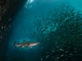 Grey Nurse Shark