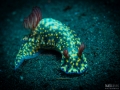 Nudibranch