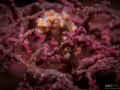 Pink Pigmy seahorse