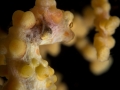 Yellow pigmy seahorse