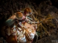 Mantis peacock shrimp closeup 2