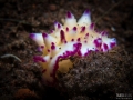 Nudibranch